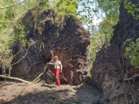 Buitenplaats Elswout Zwaar Getroffen Door Storm Poly Noord Holland