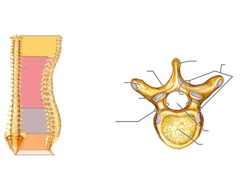 Spine, structure of vertebrae Quiz