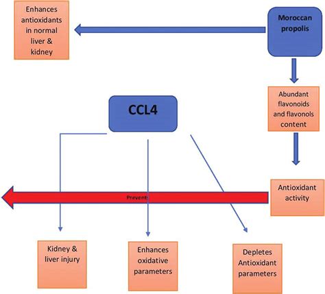 The Main Effect Of Propolis In Carbon Tetrachloride Toxicity Figure