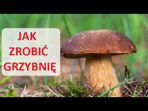 Jak zrobić grzybnię Grzyby leśne YouTube