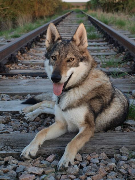 Doupě | Wolf dog breeds, Wolf dog, Tamaskan dog