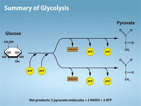 Metabolism Anaerobic Cellular Respiration Main Pathways Off