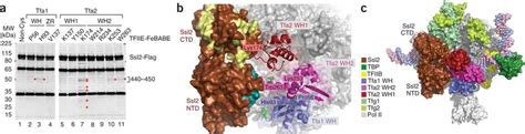 Orientation Of The TFIIH Subunit Ssl2 XPB In The PIC A Cleavage In