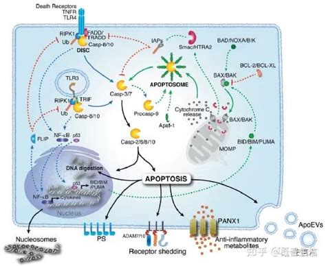 热点解析：坏死性凋亡，细胞焦亡和凋亡 细胞死亡的复杂游戏 知乎