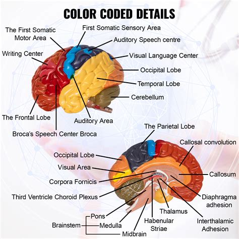 vevor human brain model anatomy  part model  brain color coded life