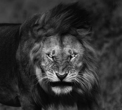 Lion Face Wallpaper - WallpaperSafari