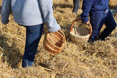 Chasse Aux Œufs