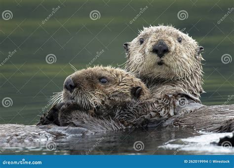 Selective Focus Shot of Two Sea Otters Hugging Each Other in the Lake Stock Photo - Image of ...