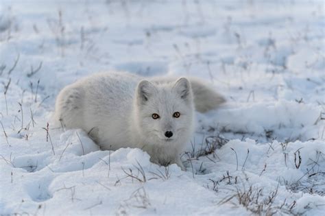 Premium Photo Wild Arctic Fox Vulpes Lagopus In Tundra In Winter