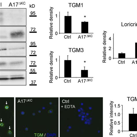 A17Δkc Keratinocytes Exhibit Cell Autonomous Dysregulated Terminal