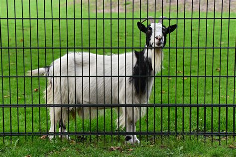 A Comprehensive Guide To Goat Breeding For Beginners