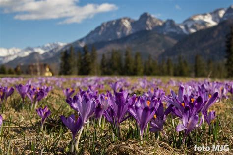 Zdj Cia Z Tatr Przewodnik Tatrza Ski Wycieczki W Tatry Przewodnik