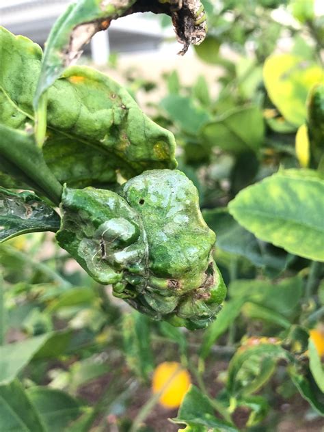 Lemon tree disease - How to treat? (pictures inside) - General Fruit
