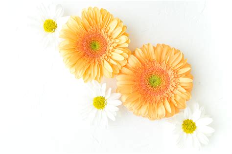 What are Gerbera Daisies?