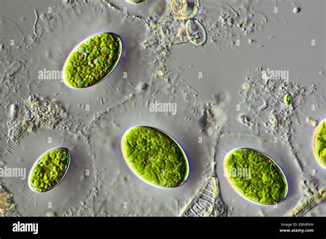 Algae Under Microscope Labeled