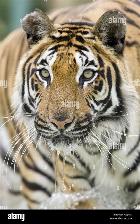 tiger running through water Stock Photo - Alamy