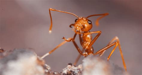 Fire Ants Northwest Exterminating