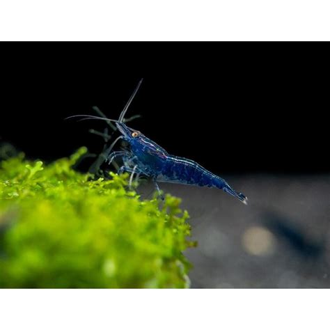 Neocaridina Davidi Blue Diamond Heems