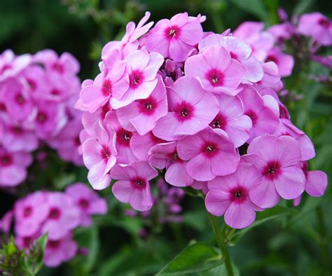 When To Cut Back Phlox Each Year To Have Healthy Plants Homes And Gardens