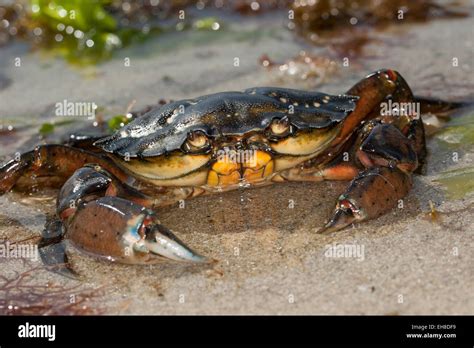 European Shore Crab Shore Crab Harbour Crab European Green Crab