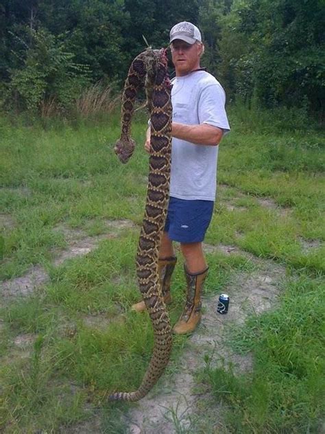 Eastern Diamond-back Rattlesnake - Endangered Species of the SE U.S.