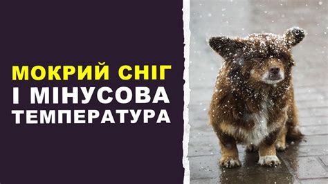 Мокрий сніг і мінусова температура: Укргідрометцентр розповів, яка буде ...
