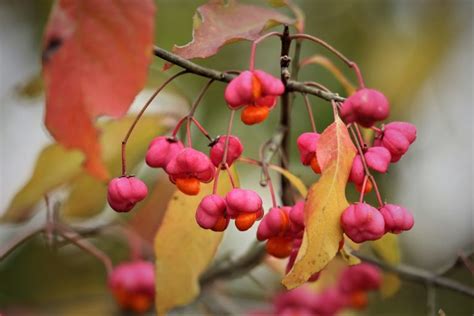 6 Shrubs With Colorful Winter Berries - Backyard Boss