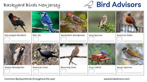 13 Black And White Birds Found In New Jersey Nature Blog Network