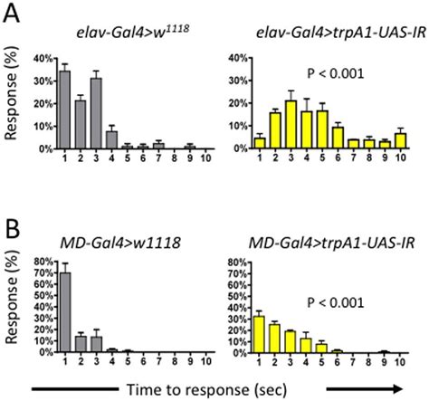 TrpA1 functions in multi-dendritic sensory neurons in the larval pain