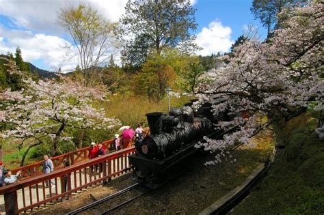 Cherry Blossoms in Taiwan: Everything You Need to Know Before Going