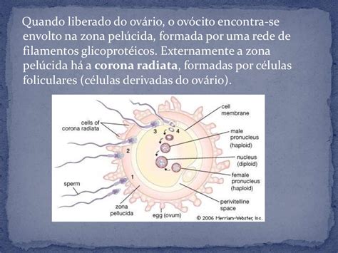 Fecundação Humanav E Desenvolvimento Embrionário