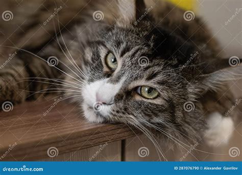 A Maine Coon Cat. Fluffy Purebred Cat Stock Photo - Image of gift ...