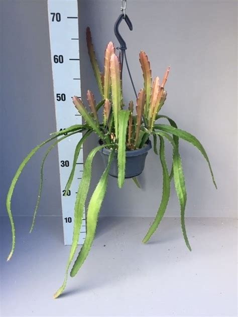 Epiphyllum Anguliger RED TIP Plant Wholesale FlorAccess