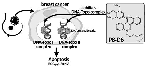 Cancers Free Full Text High Antitumor Activity Of The Dual