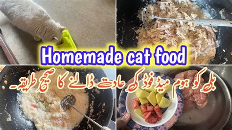 Casper Ko Homemade Cat Food Ki Adat Kese Dali Homemade Cat Food