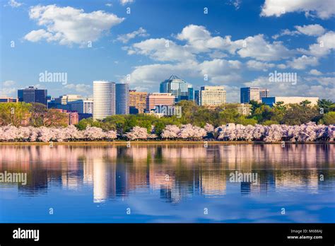 Potomac river cherry blossoms hi-res stock photography and images - Alamy