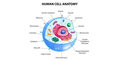 human cell irasto world health