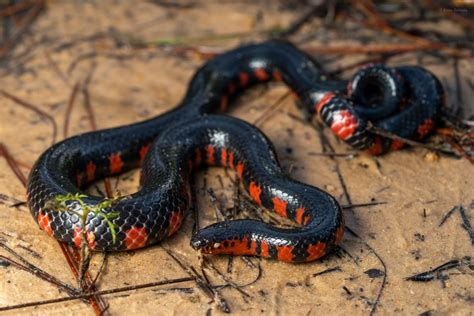 Red Bellied Mudsnake Reptiles And Amphibians Of Mississippi