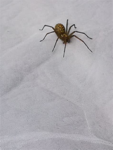 I know spiders in the UK are harmless, but they still look terrifying