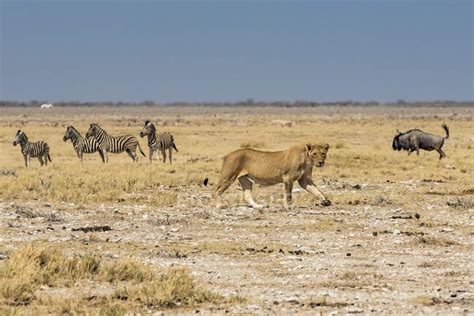 Lioness Panthera Leo Passing In Front Of A Herd Of Blue Wildebeests