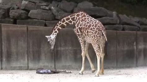 Extraordinary Moment Giraffe Gives Birth Captured On Camera