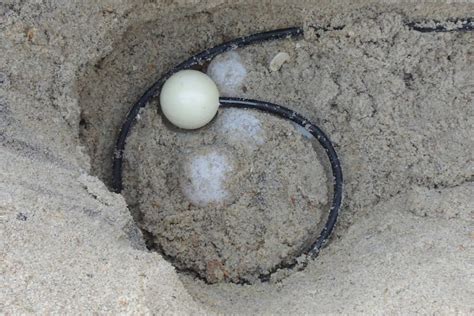 Egg Shaped Sensor Relays Vital Data On Endangered Sea Turtle Nests