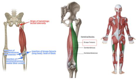 Lab 9 Muscles That Move The Leg At The Tibiofemoral Knee Joint