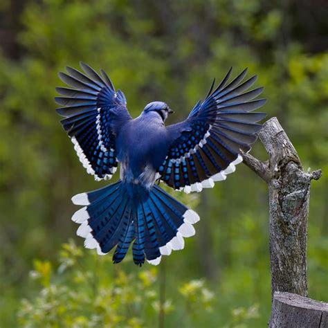 Blue Jay Feather: Spiritual Meaning - Awakening State