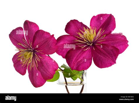 Purple Clematis Clematis Flowers Stock Photo Alamy