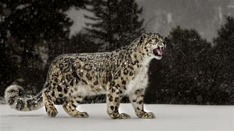 [62+] Snow Leopard Wallpapers on WallpaperSafari