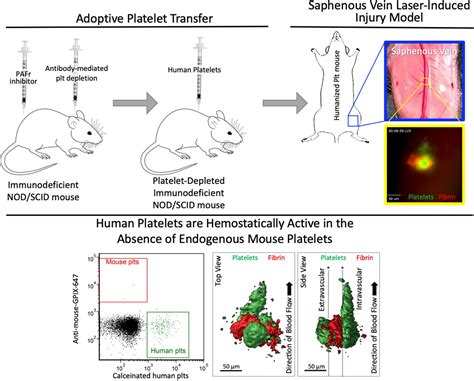 Novel Mouse Model For Studying Hemostatic Function Of Human Platelets