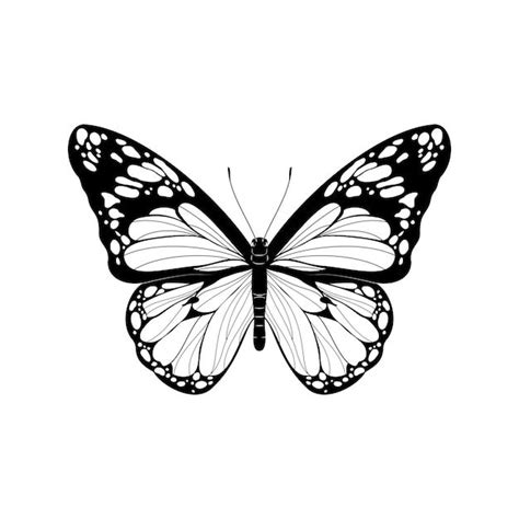 Premium Vector Beautiful Butterfly Black And White Butterfly Vector