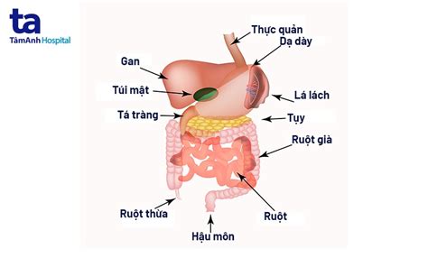 Ruột thừa nằm bên nào của bụng Khám phá vị trí và những điều cần biết