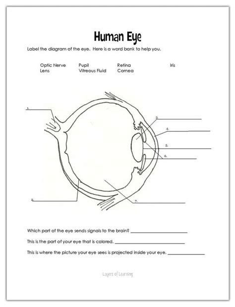 Eyes Layers Of Learning Worksheets Library